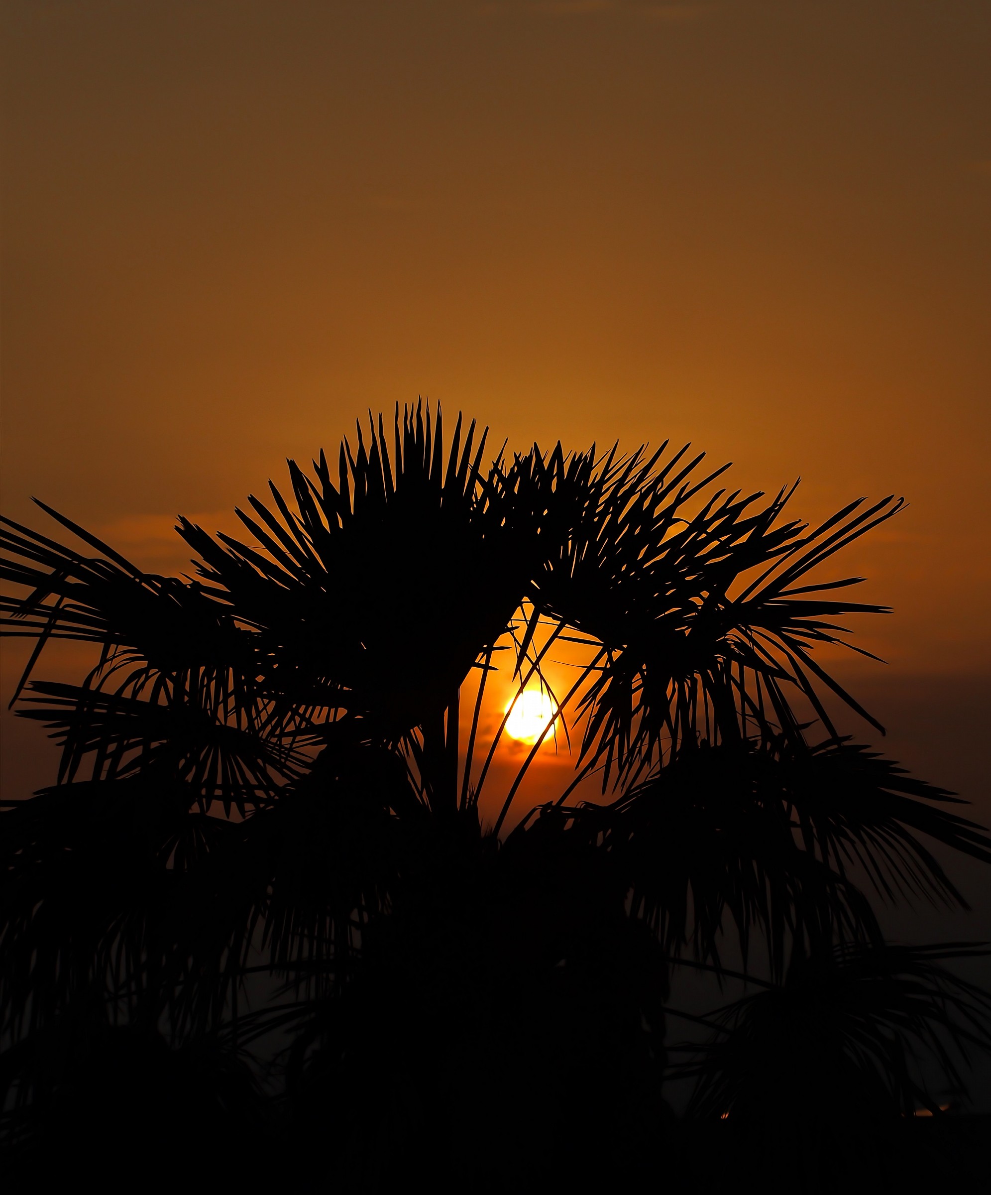 silhouette in giardino...........