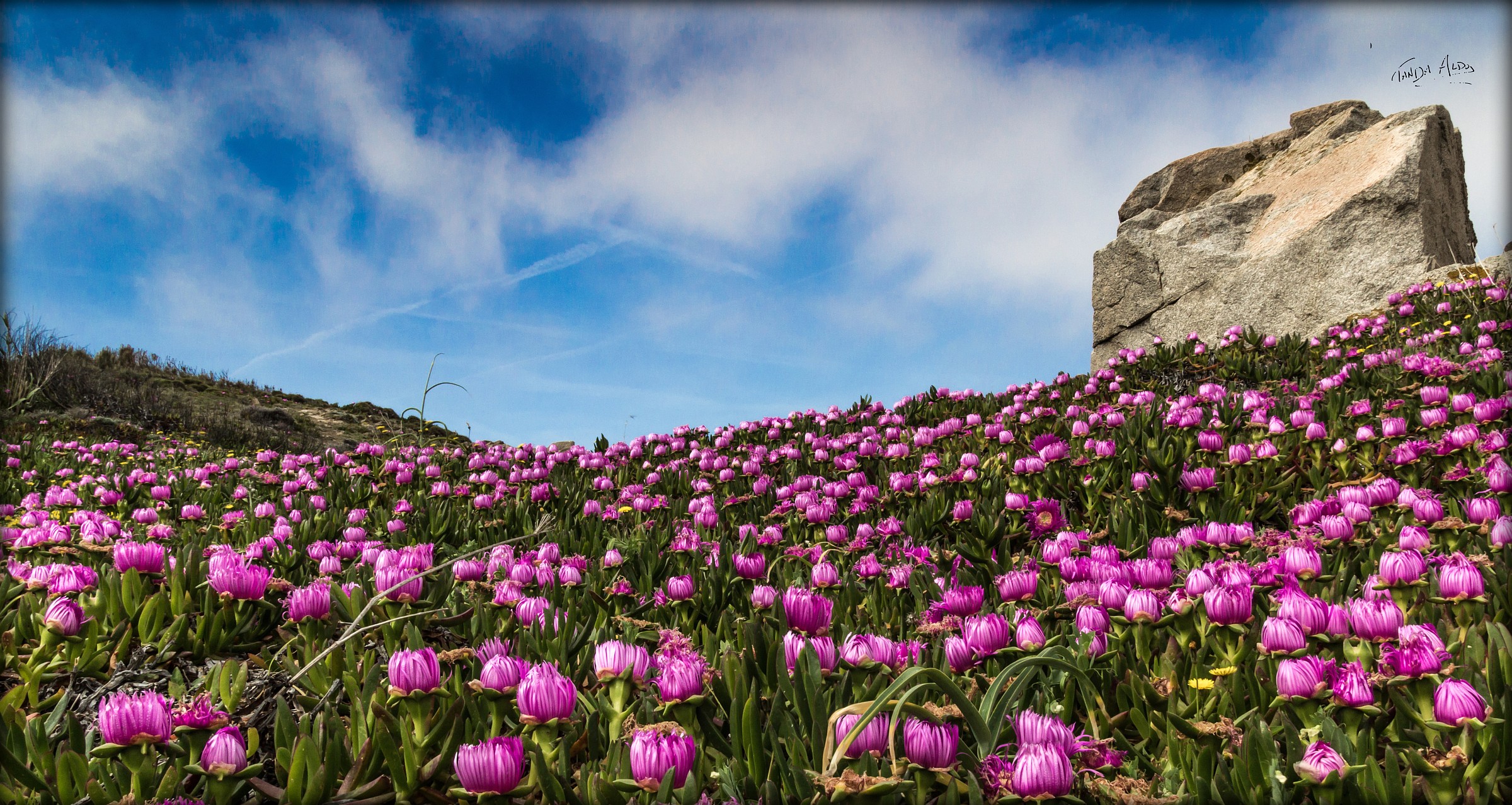 flowers ground heaven