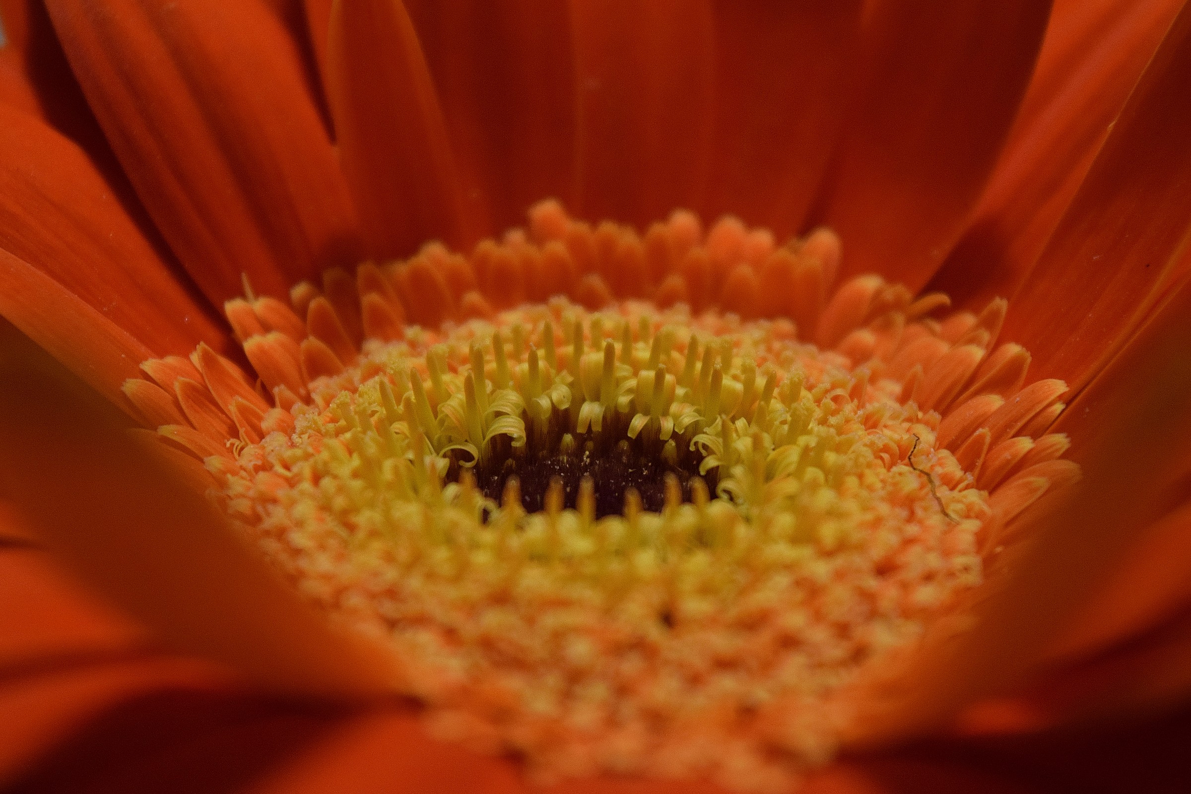 Gerbera