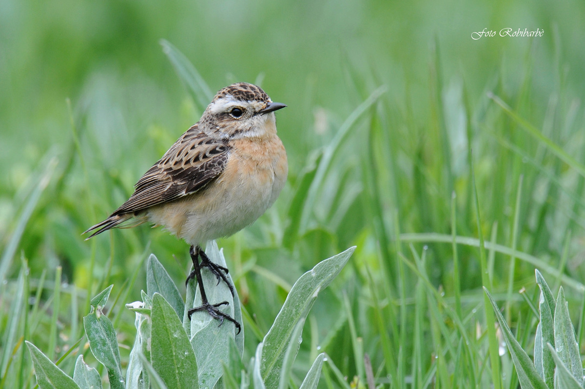 Stiaccino...femmina...