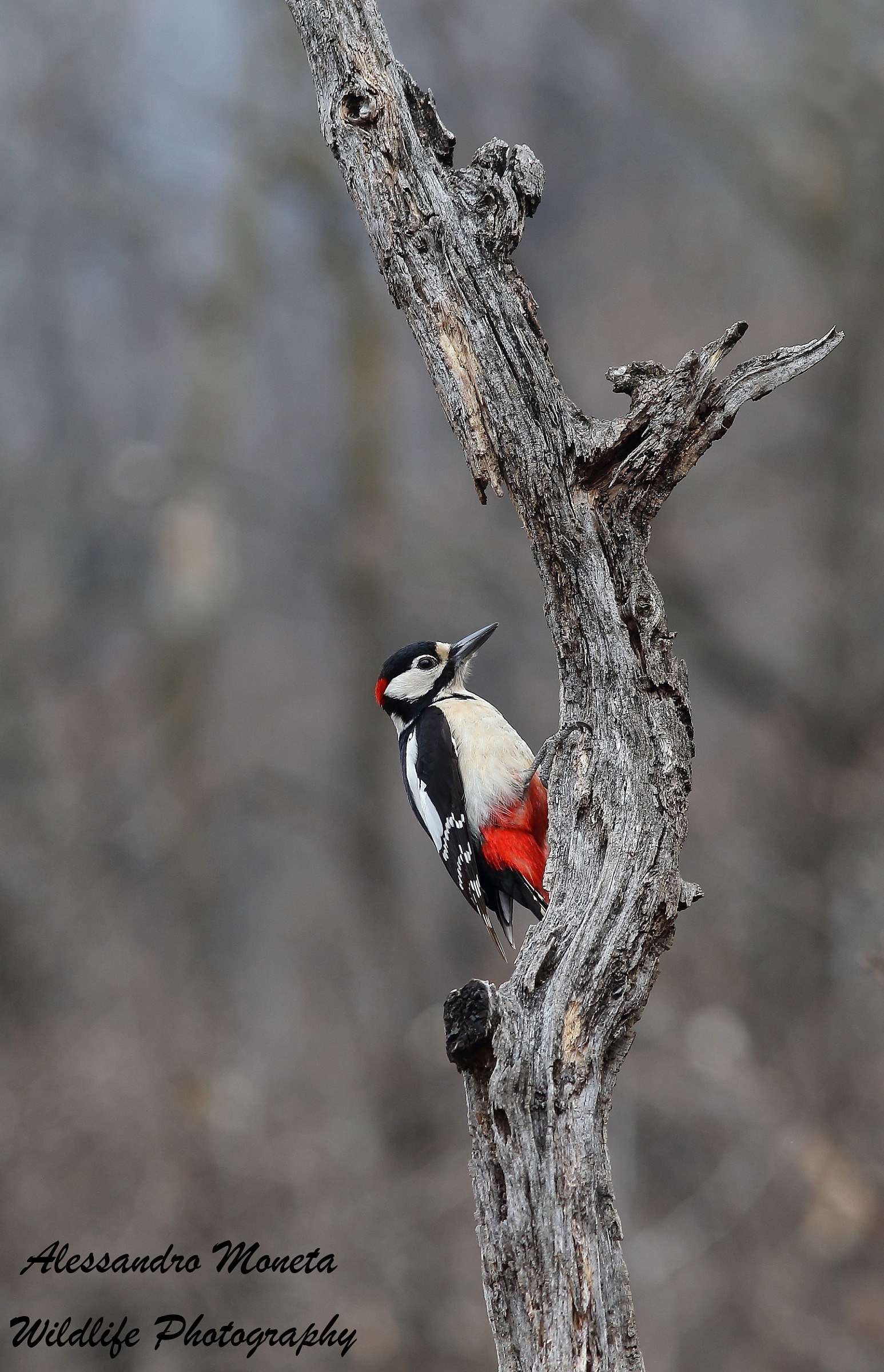Spotted Woodpecker set