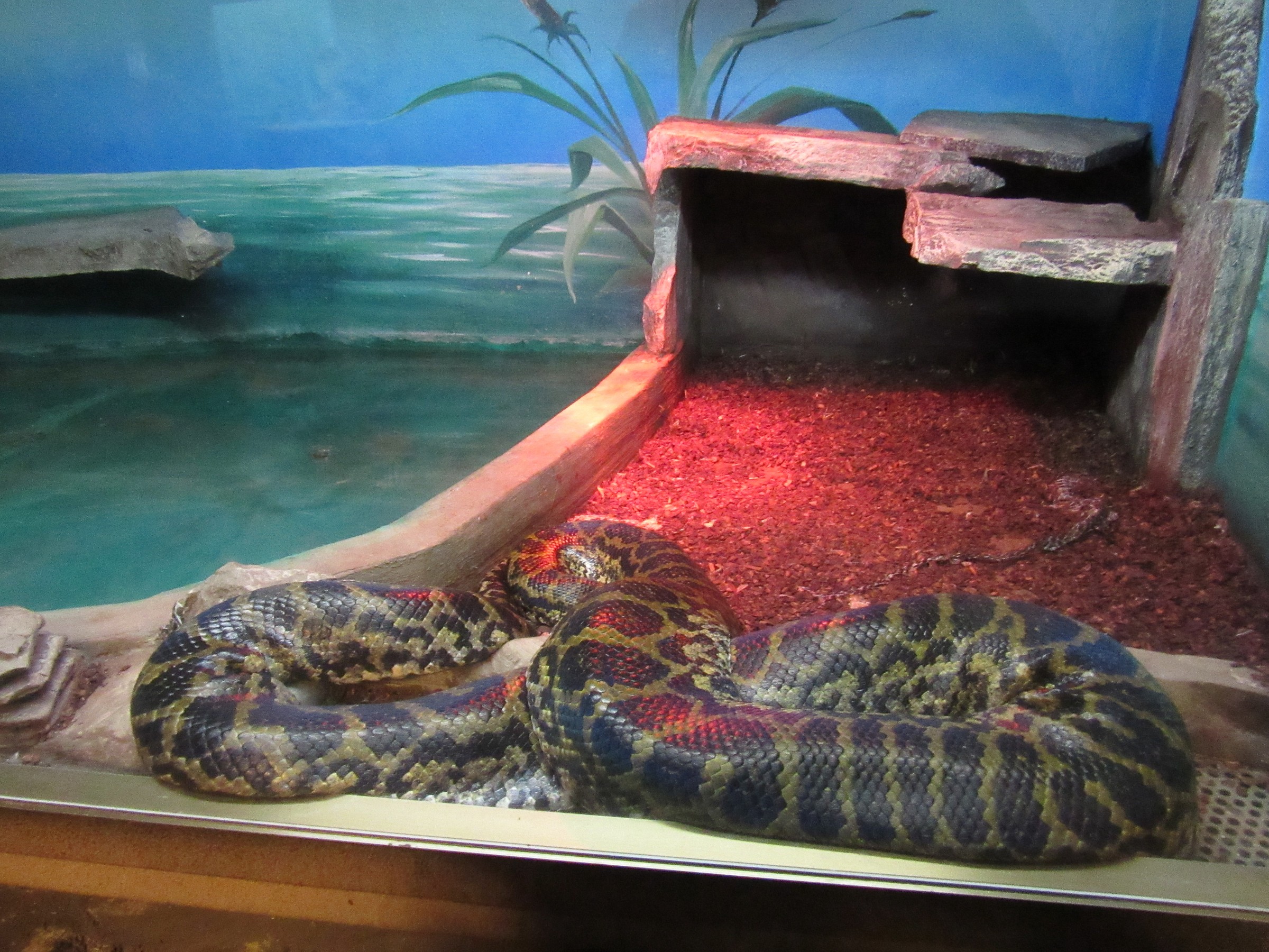 anaconda a luci rosse...