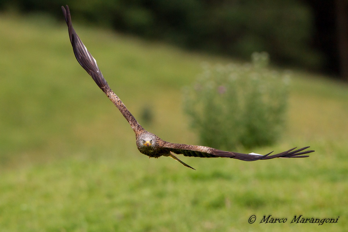 red kite