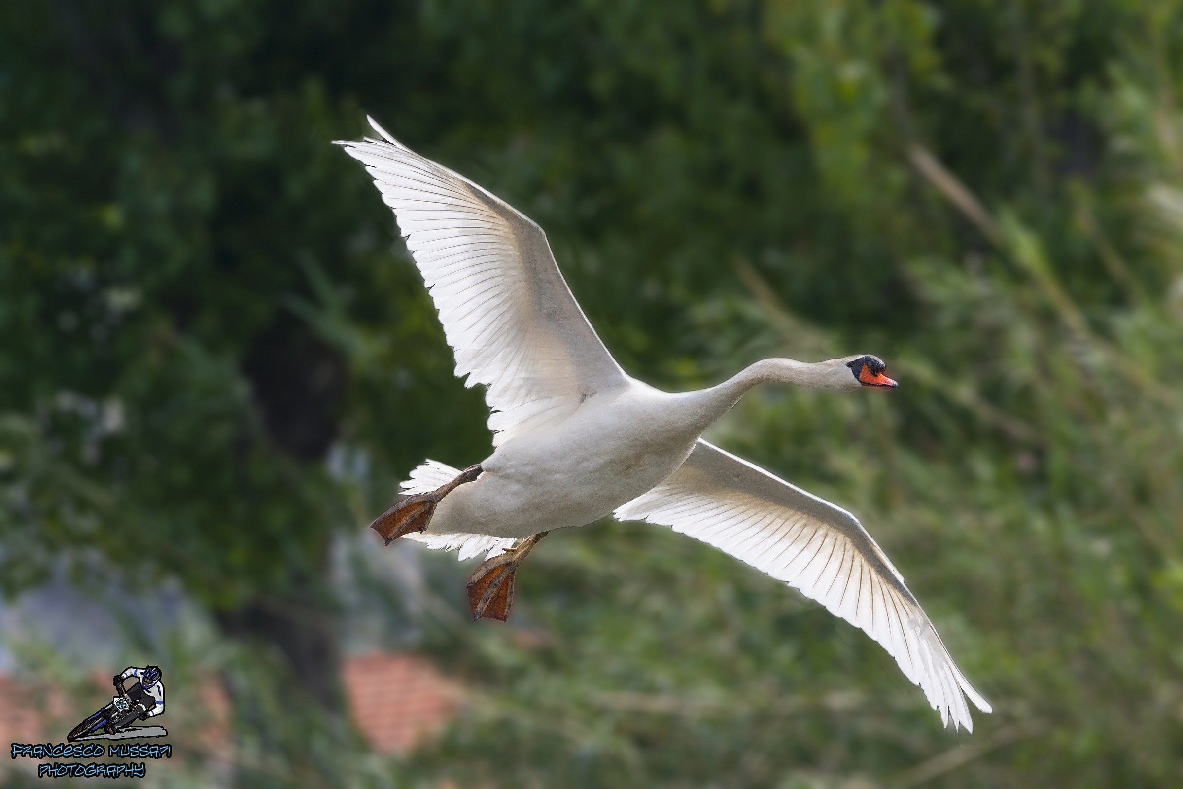 Swan in flight