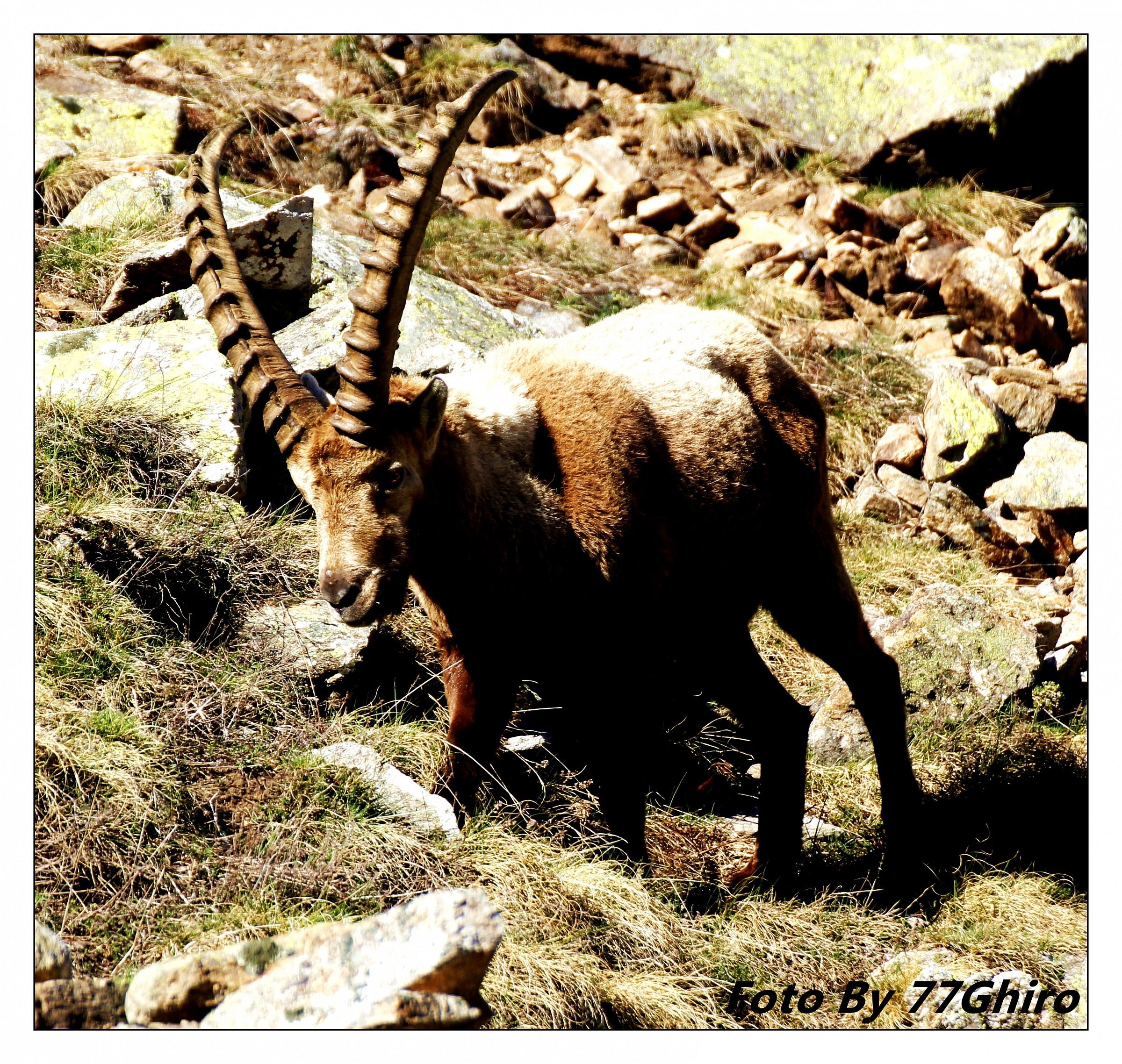 stambecco