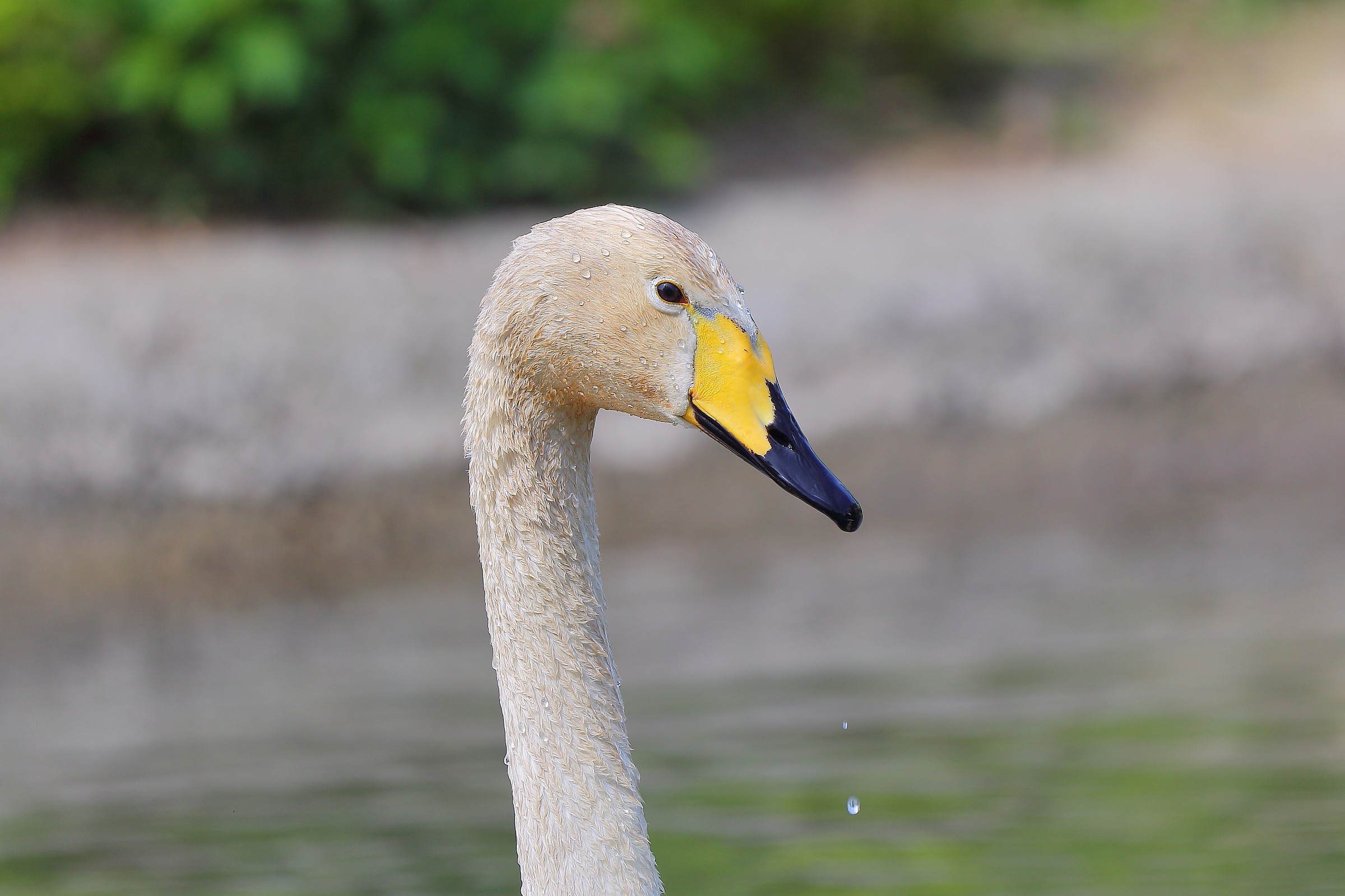 Il re dello stagno...
