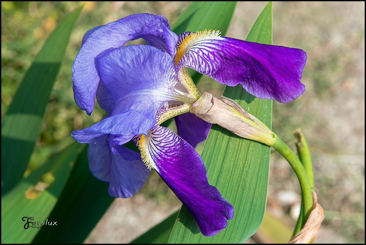 Iris