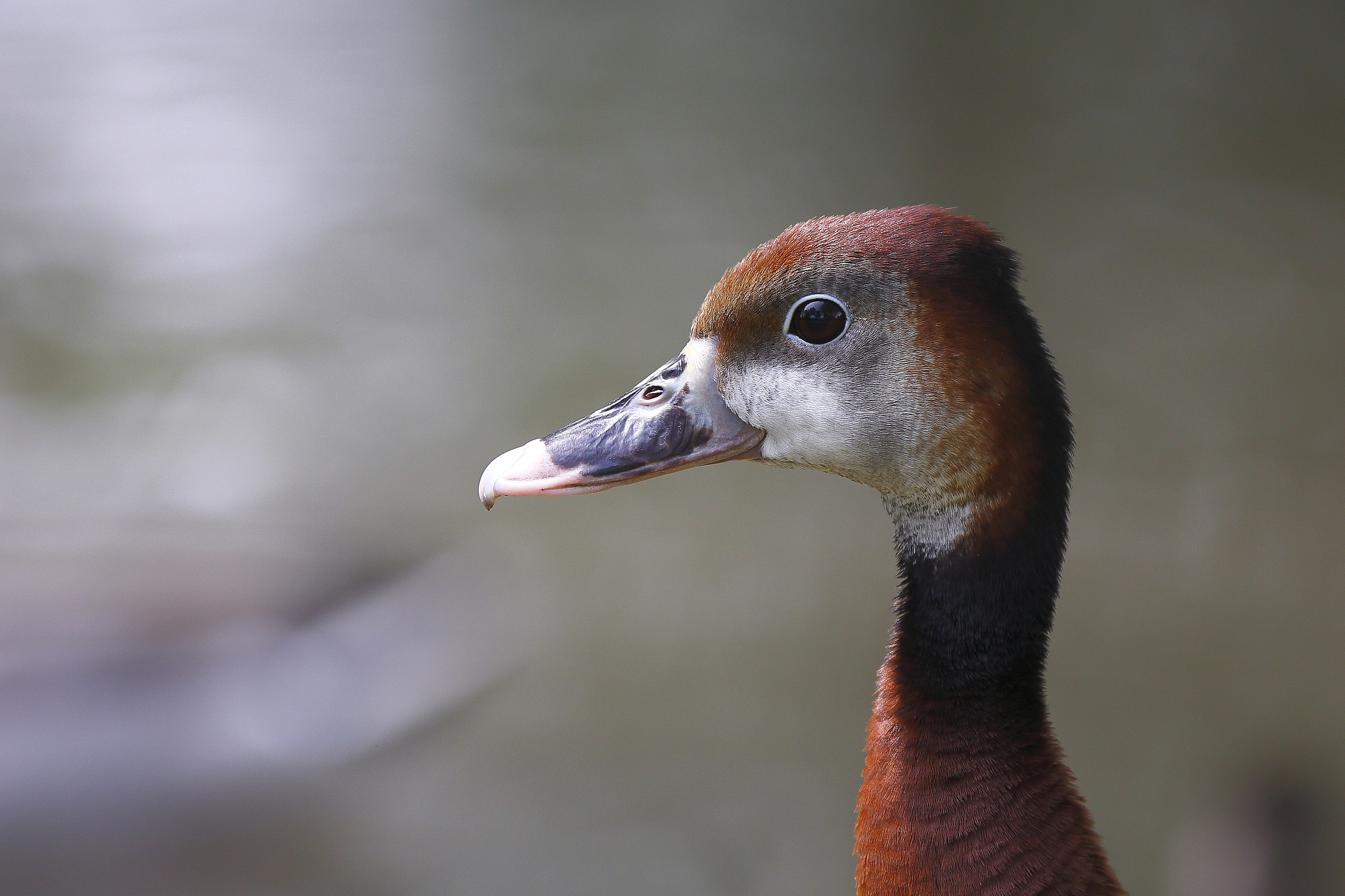 Primo piano... riflesso sull'occhio...