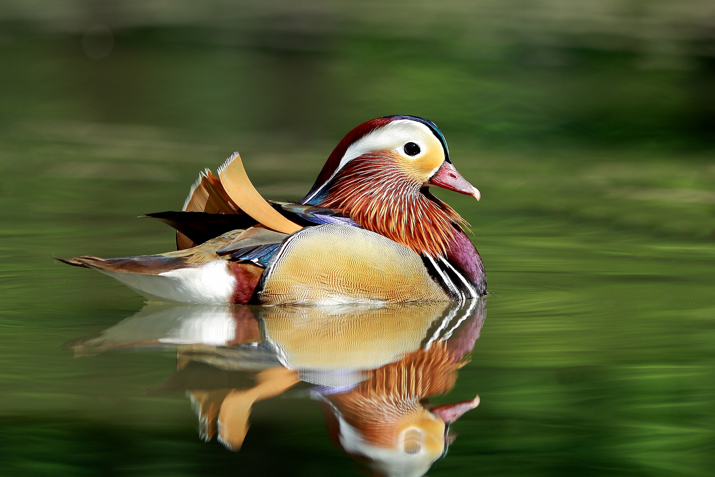 La solita Mandarina... ma sempre ricercata...