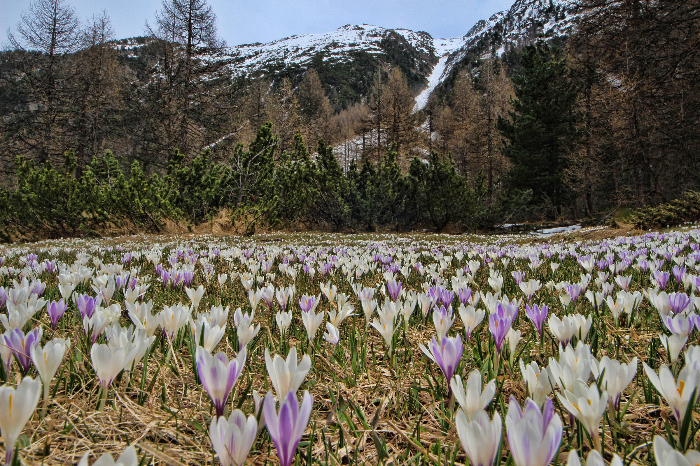 fioritura in montagna