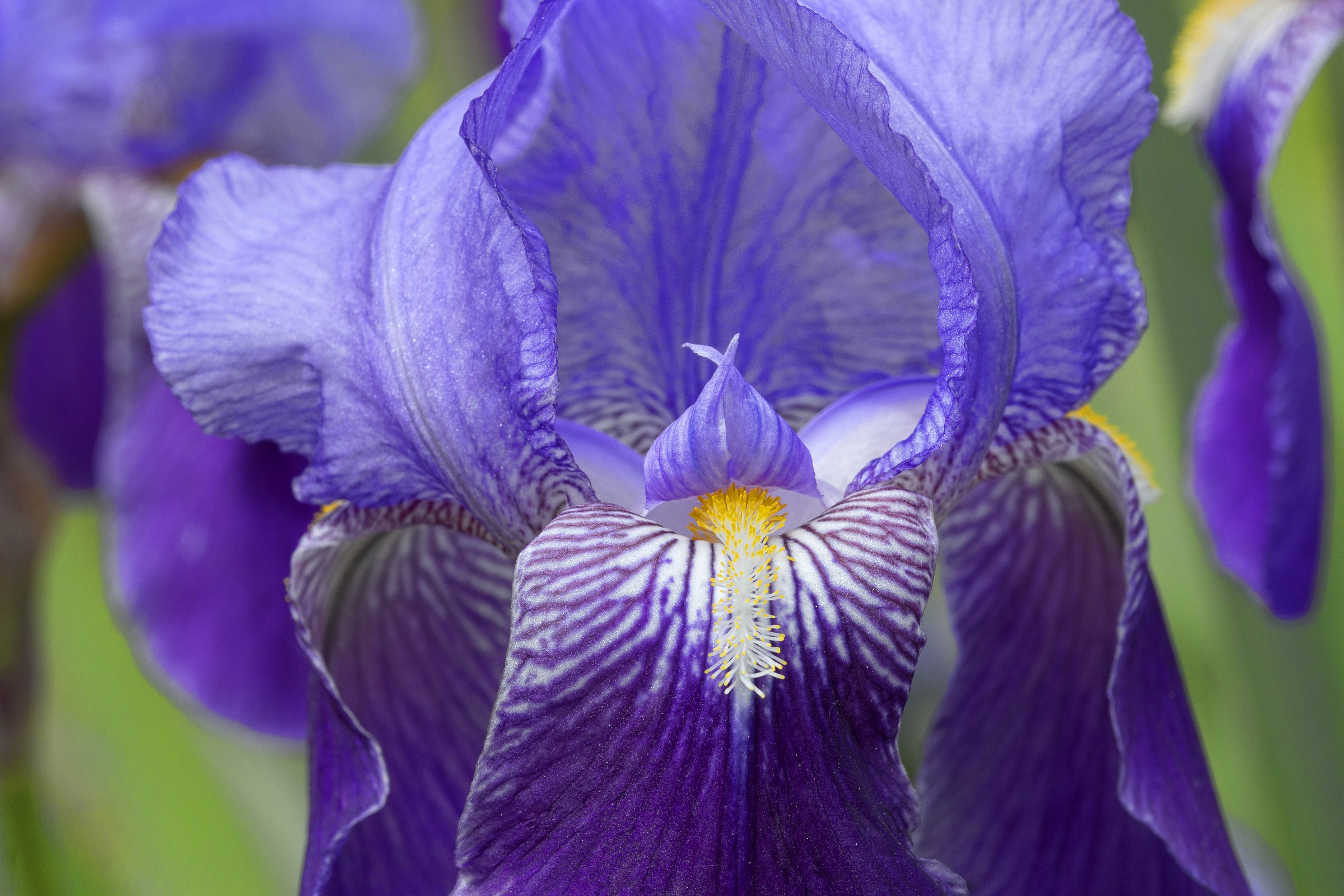 Iris viola