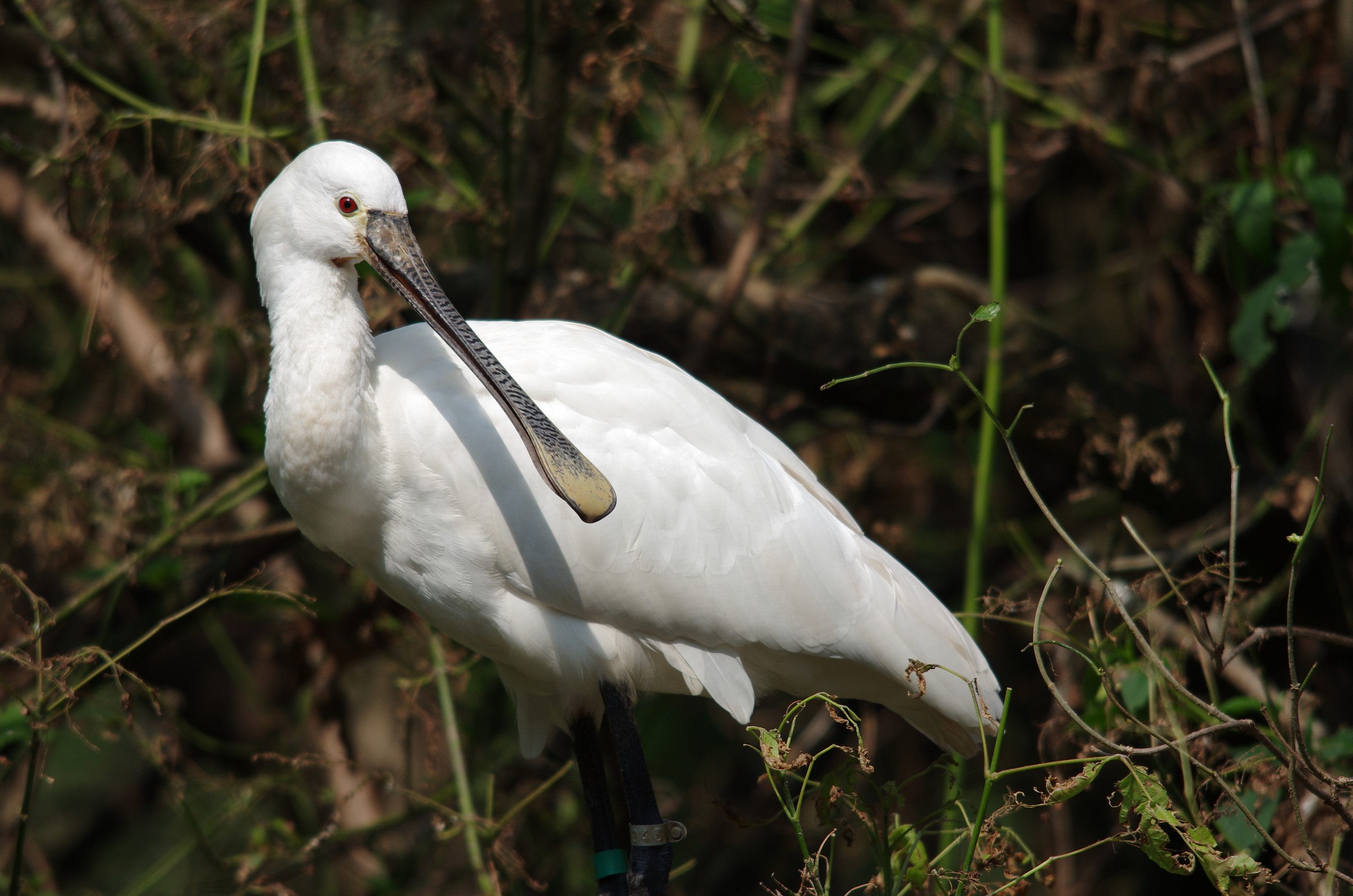 Platalea