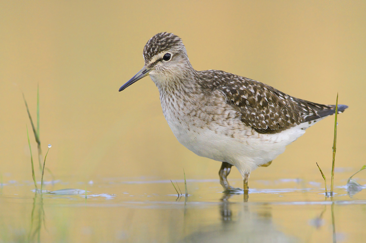 Wood Sandpiper