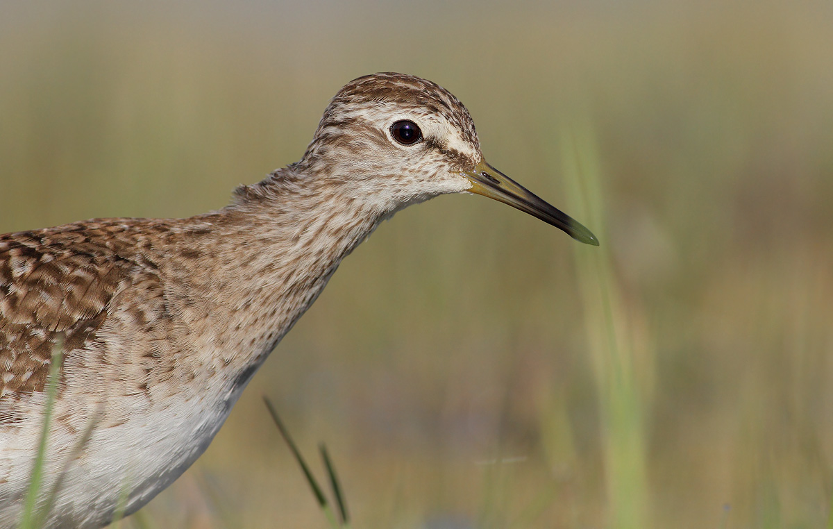 Wood Sandpiper