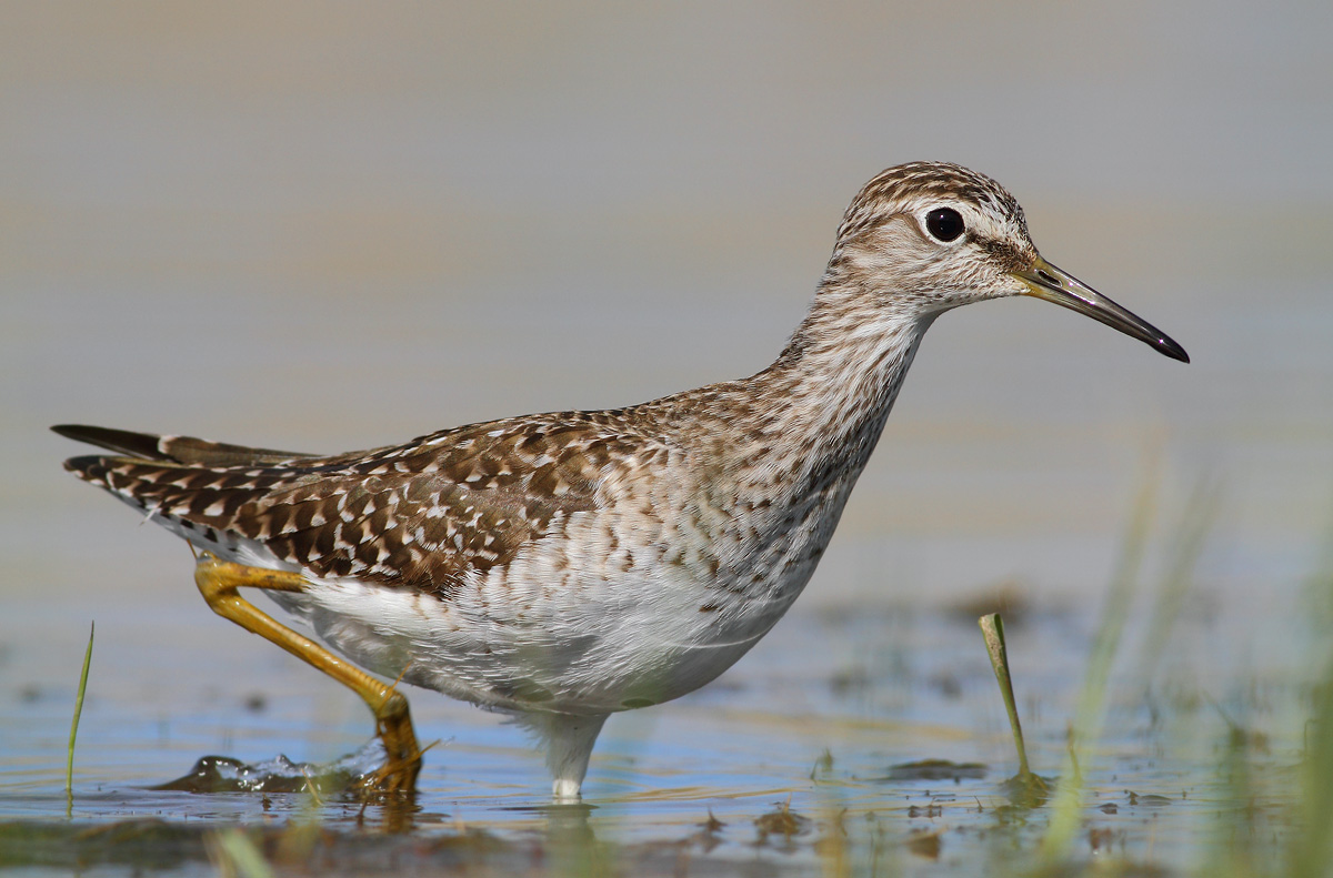 Wood Sandpiper