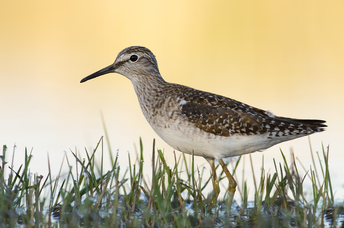 Wood Sandpiper