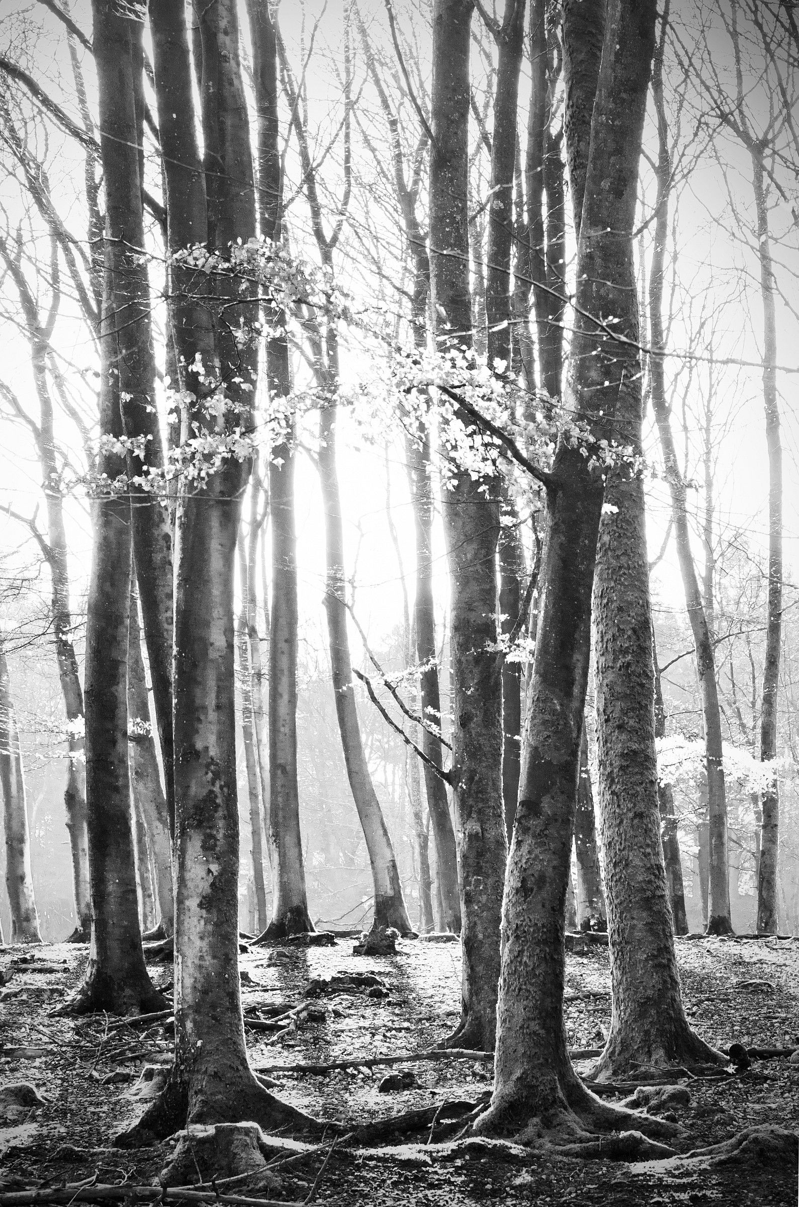 New Forest Mono