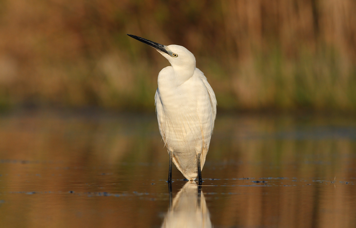 egret