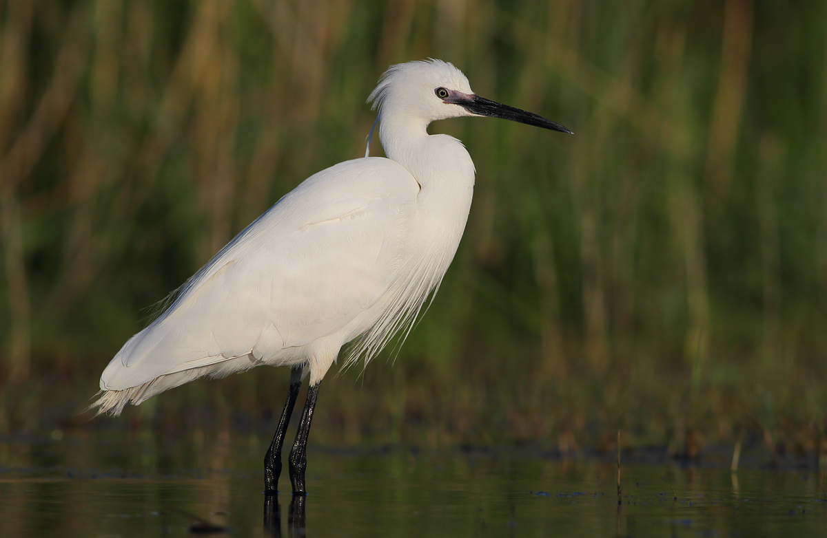 egret