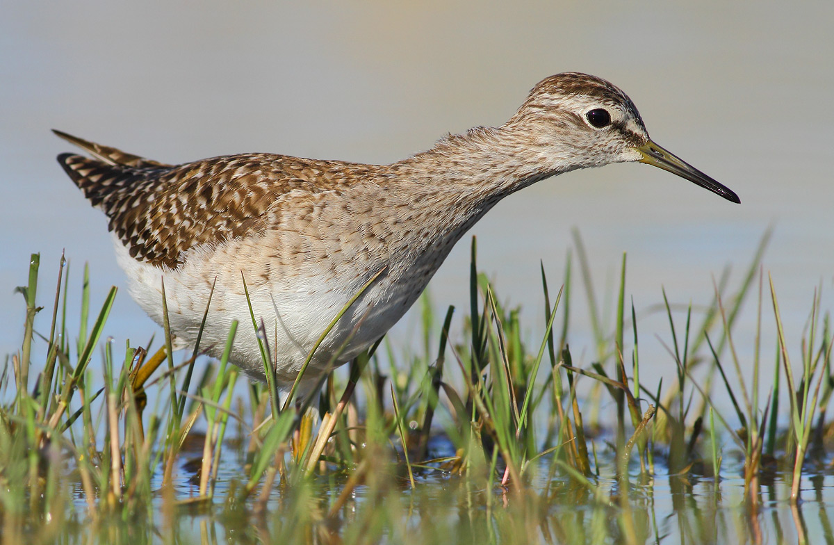 Wood Sandpiper