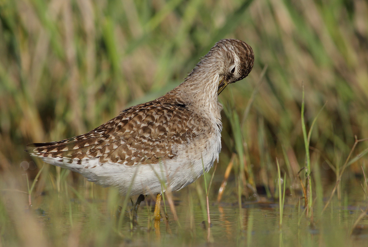 Wood Sandpiper