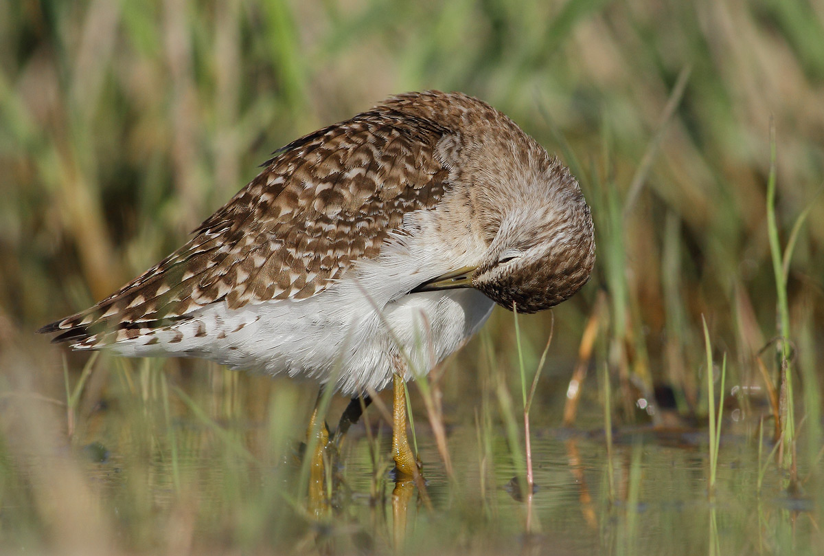 Wood Sandpiper