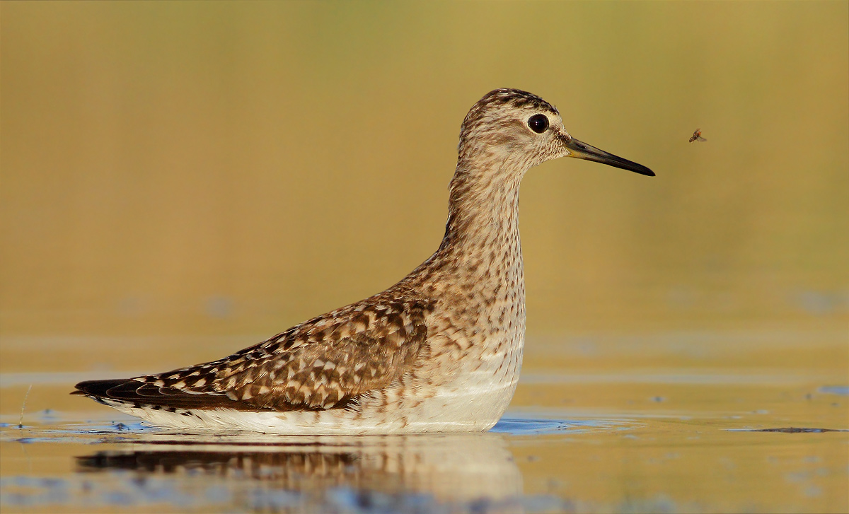 Wood Sandpiper