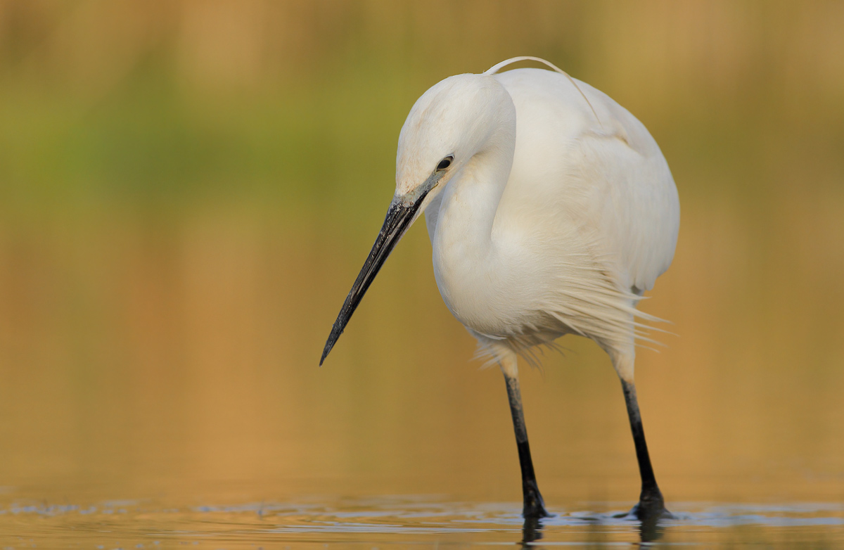 egret