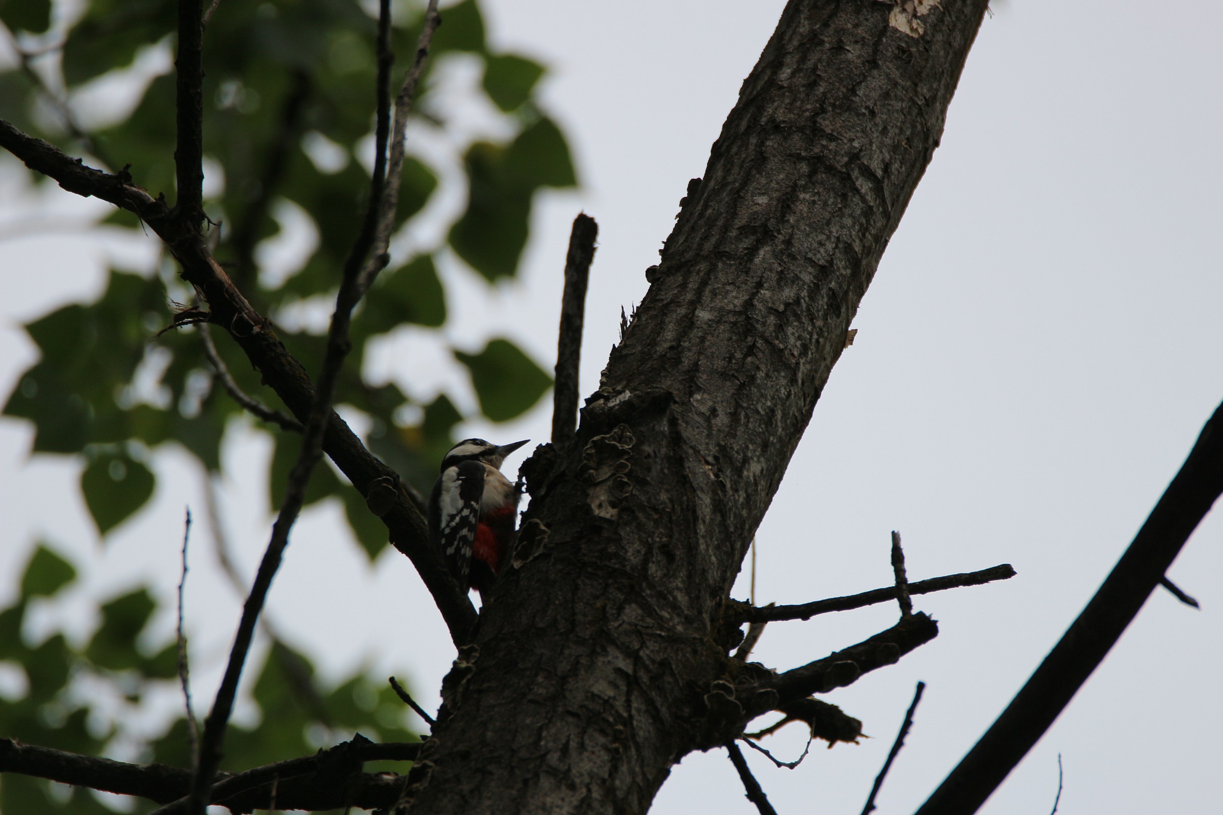 Woodpecker