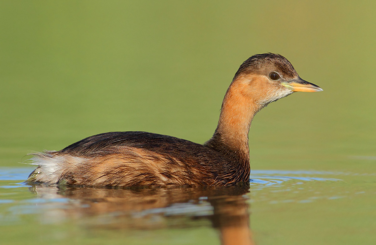 Little Grebe