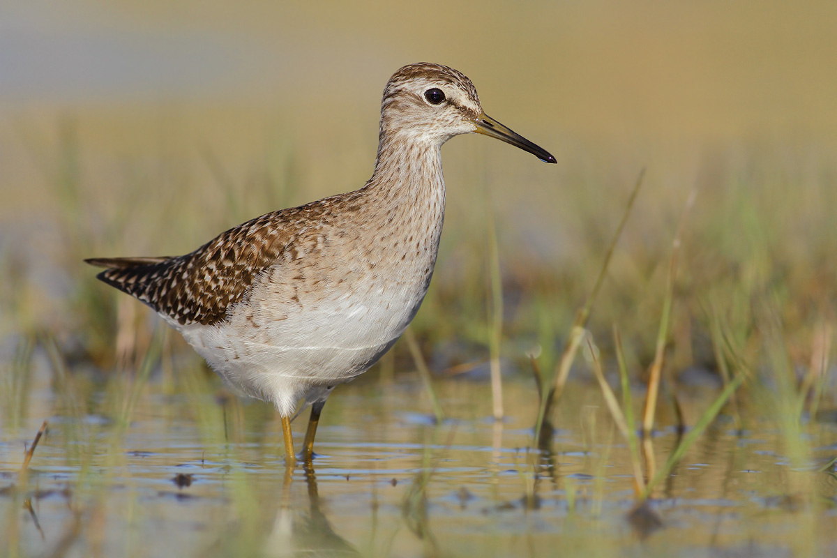 Wood Sandpiper