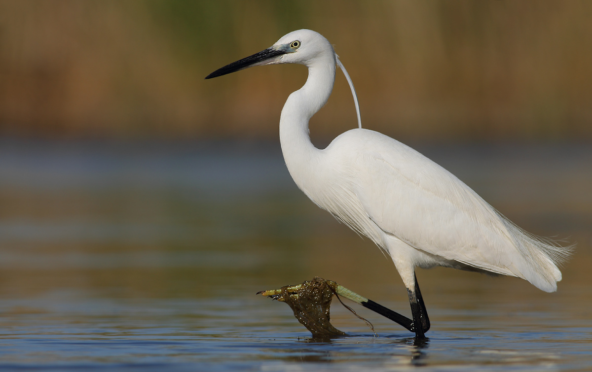 egret