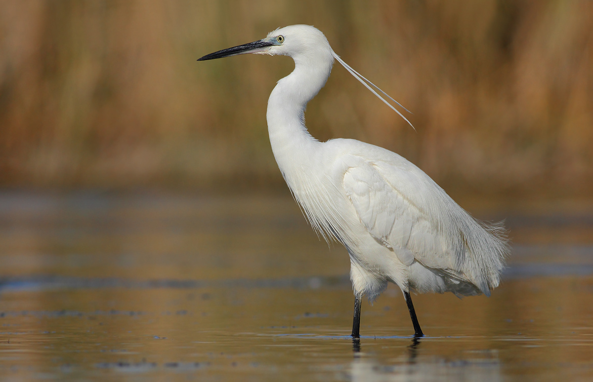 egret
