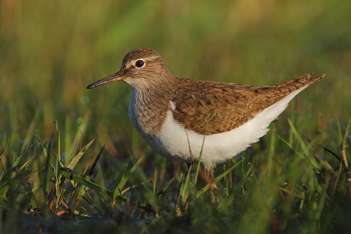 Sandpiper