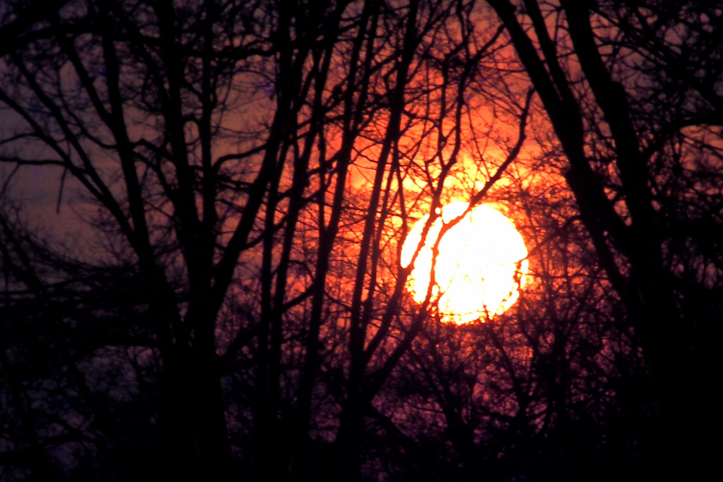 Sunset in the woods