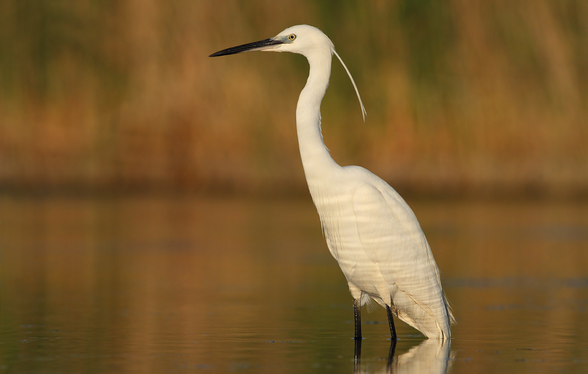 egret