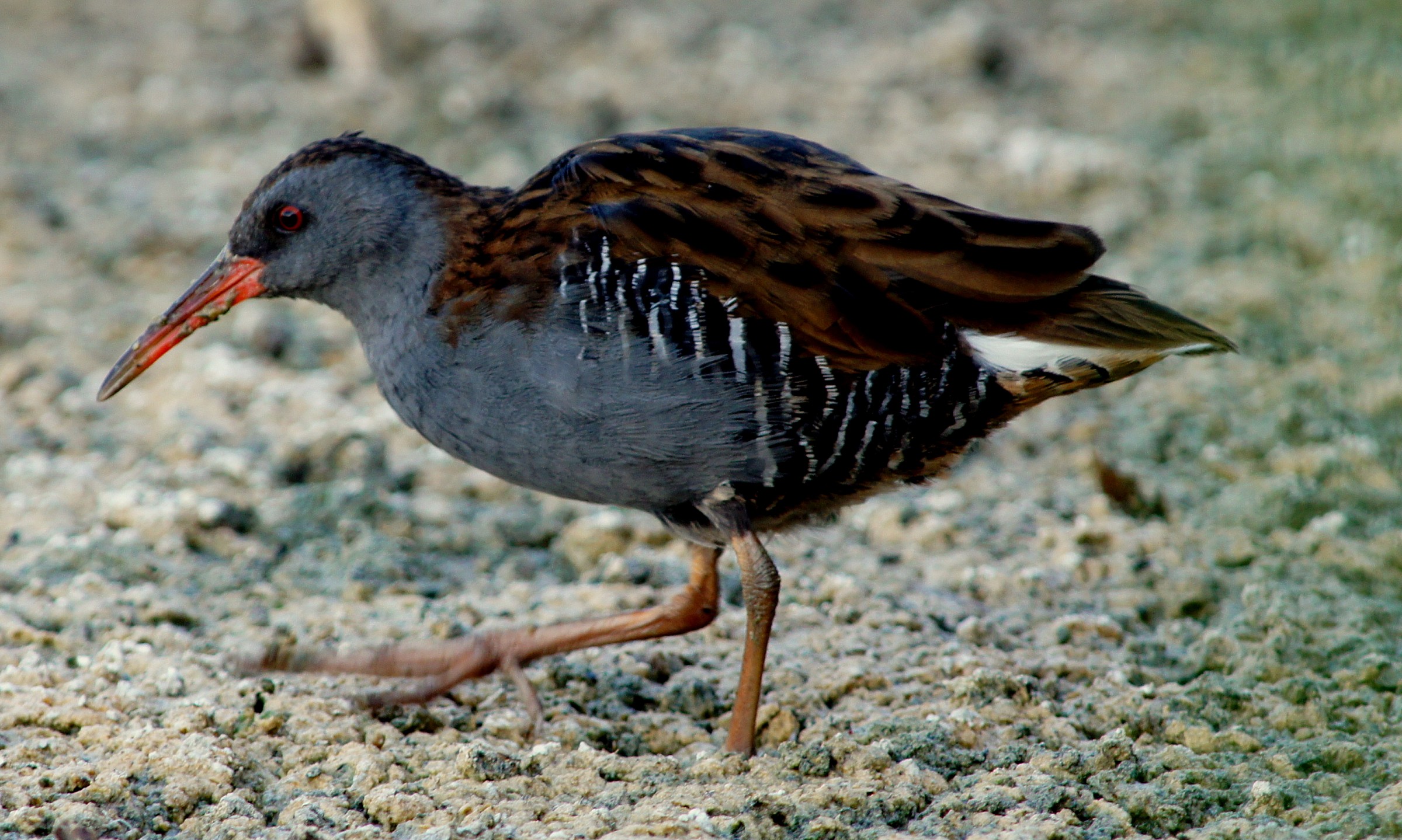 porciglione near Sassari