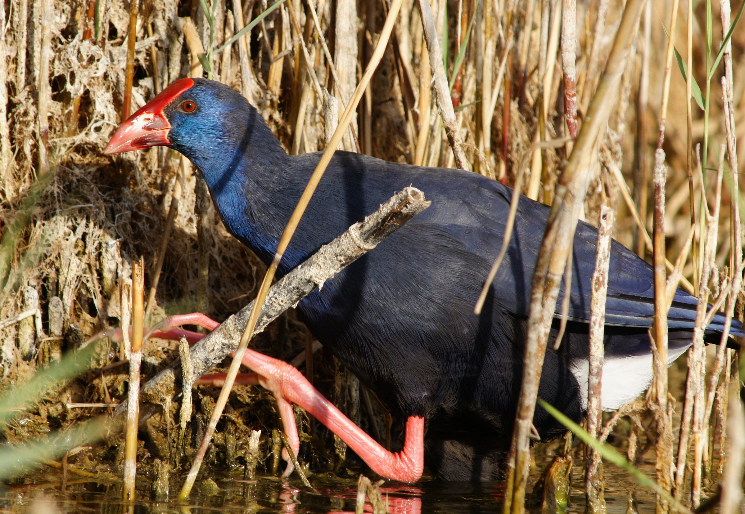 gallinule near Sassari