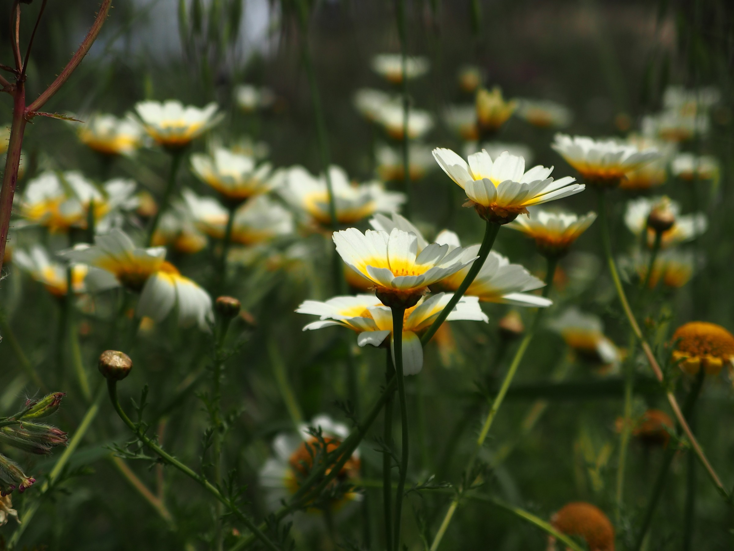 Perchè lei è Margherita