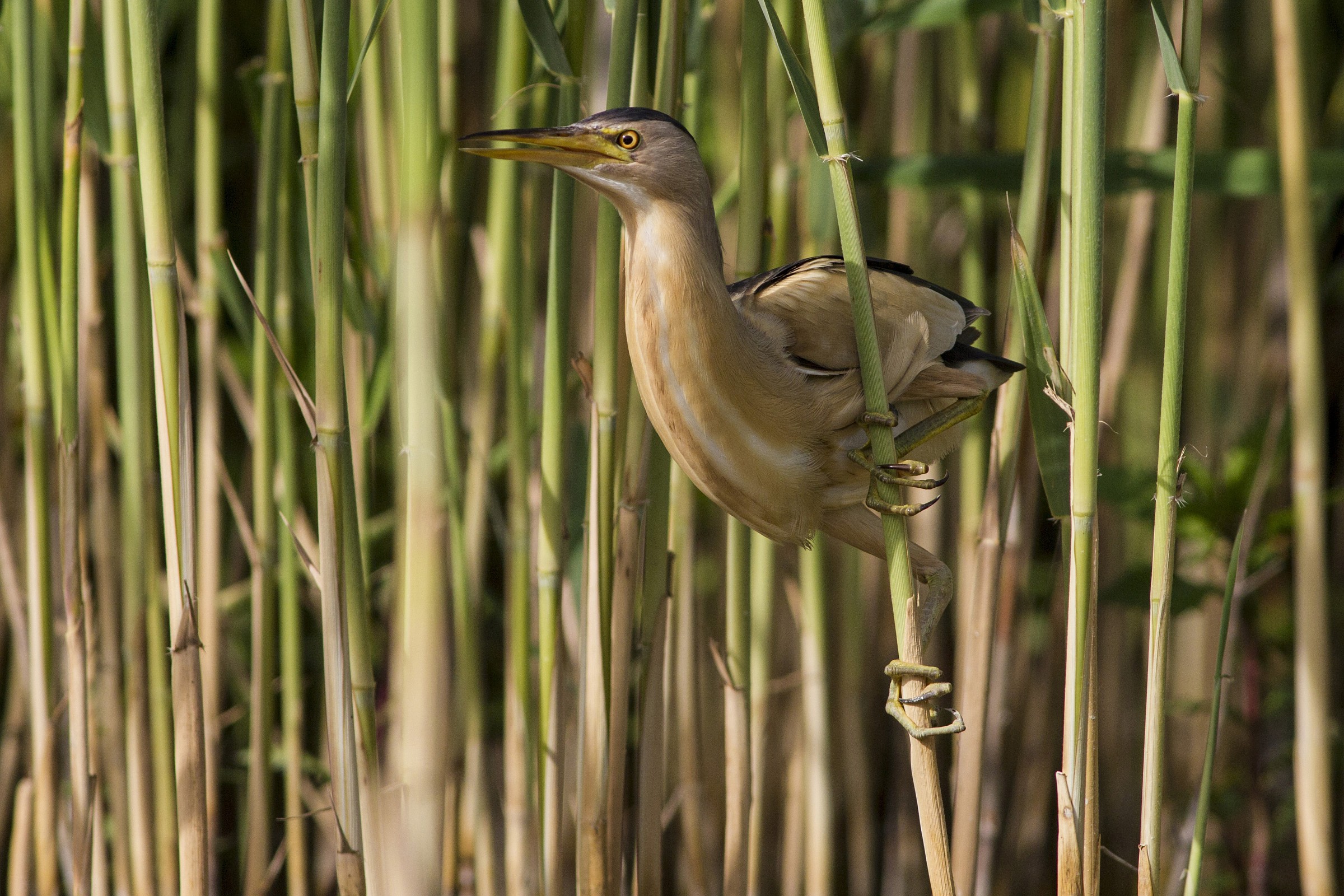 Bittern