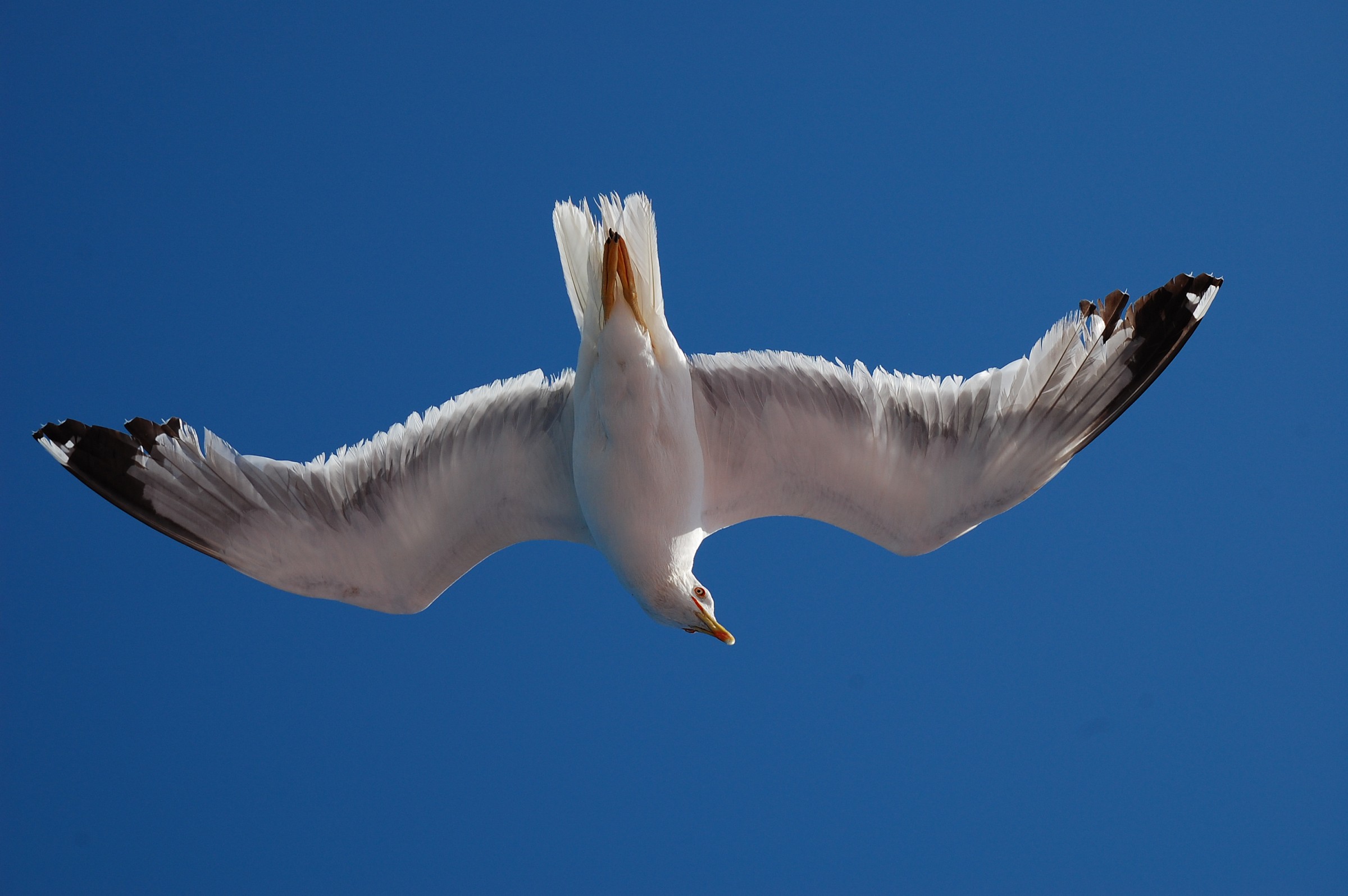 Gabbiano sopra di noi!