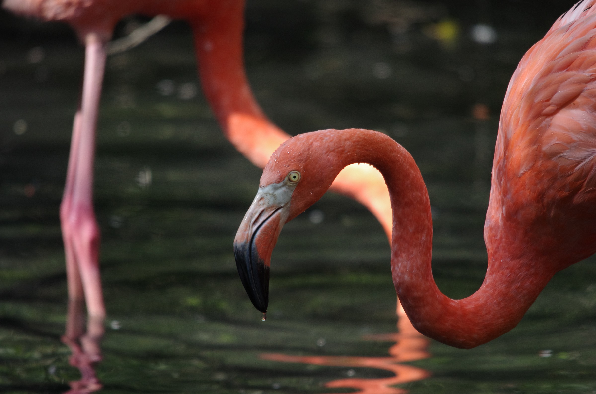 Lo sguardo del fenicottero