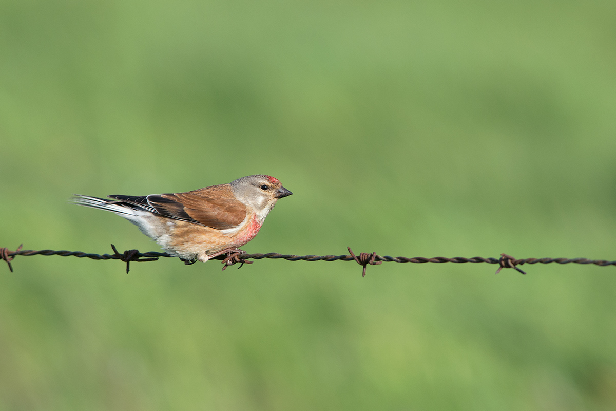 (Carduelis cannabina)