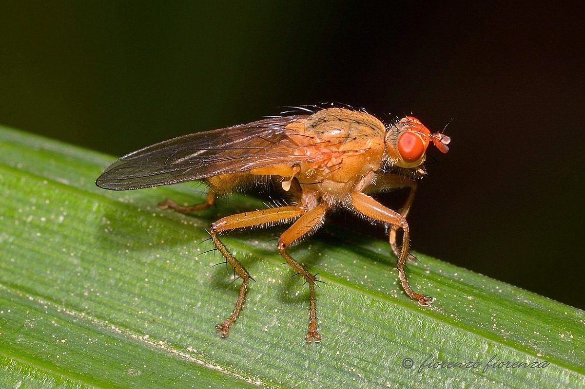 Diptera?