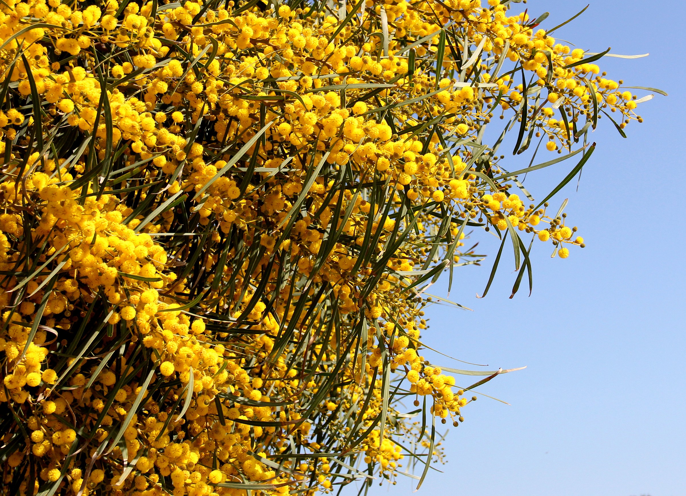 More yellow you can not