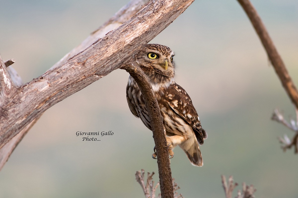 Civetta (Athene Noctua)