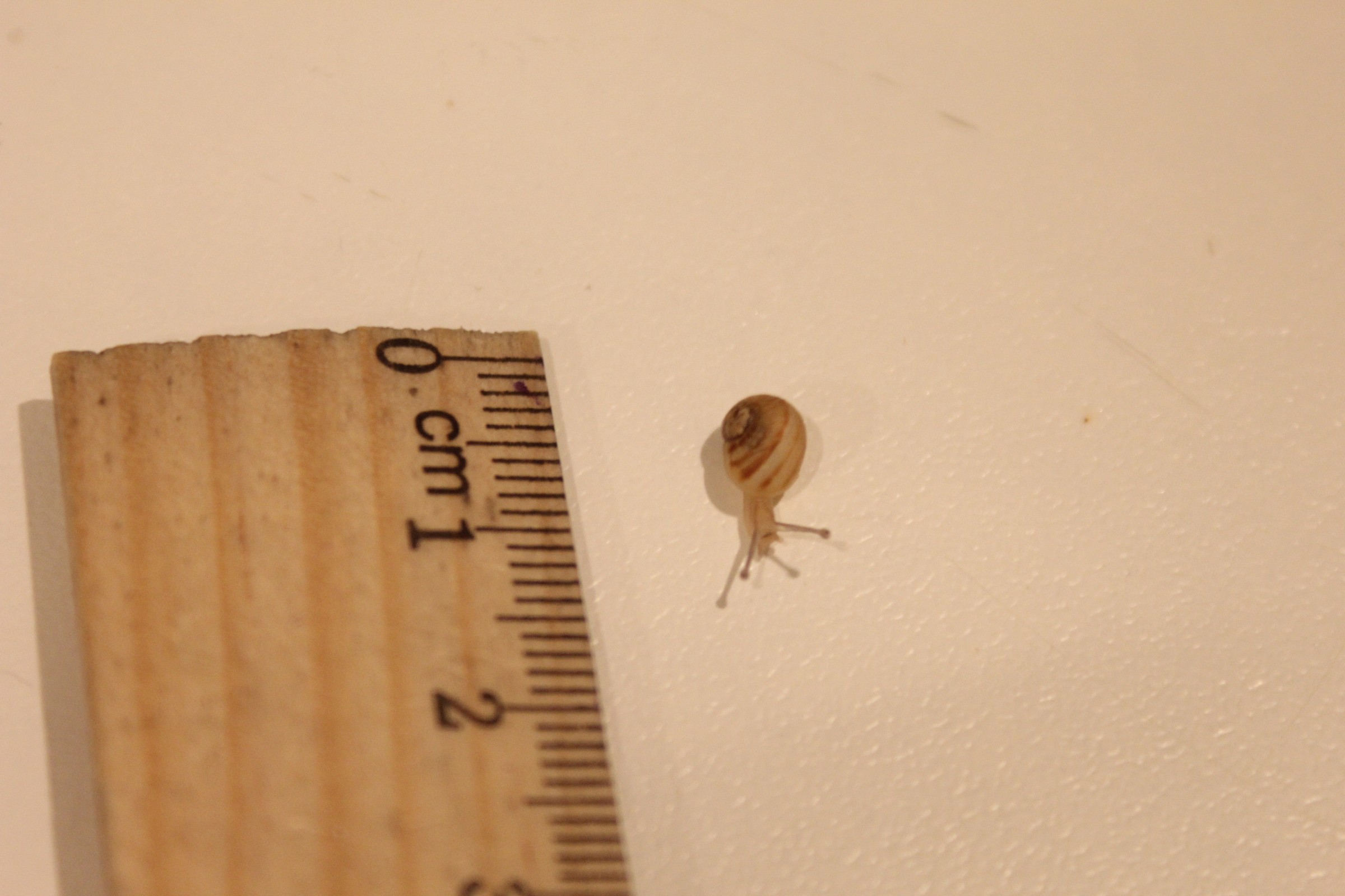 lumachina... ina... ina