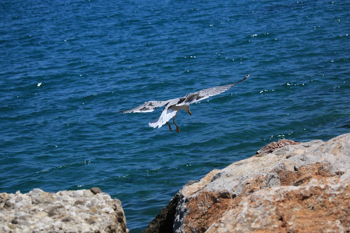 Seagull lands raising flap