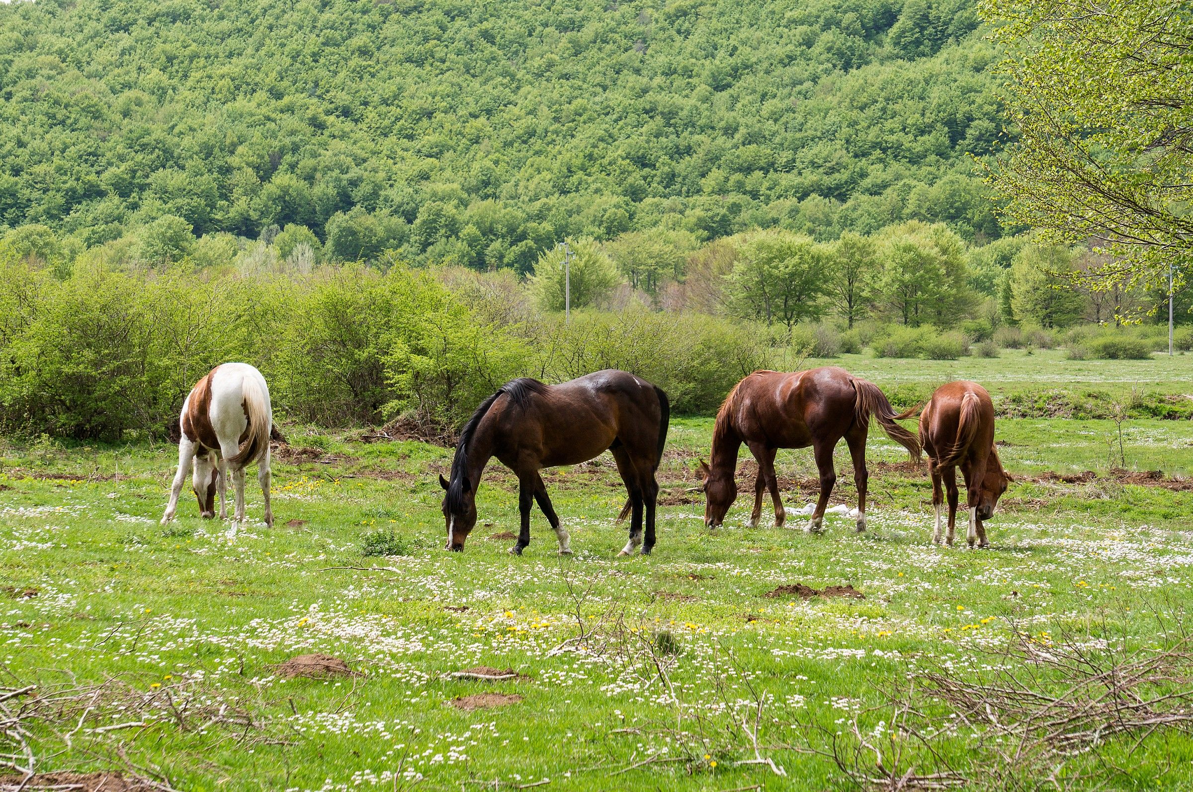 Pasture peaceful