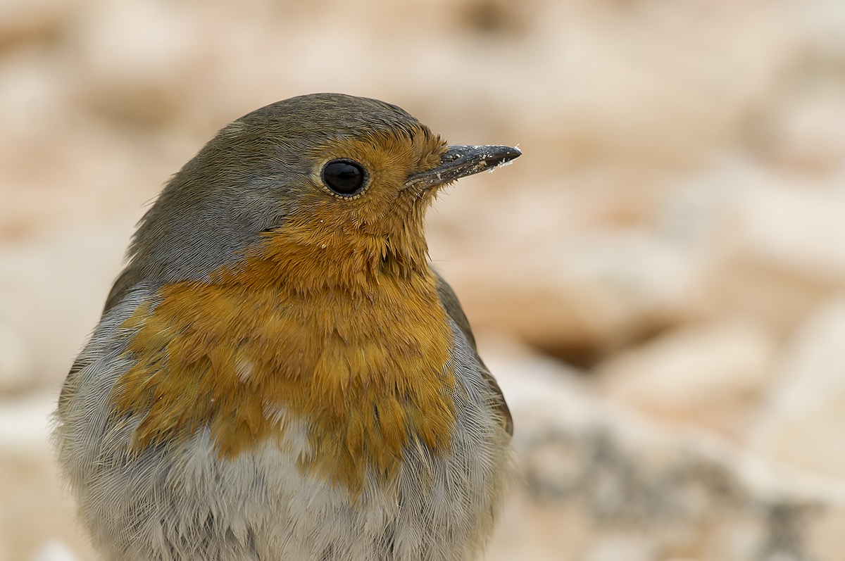 THE friend of mine Petti n2